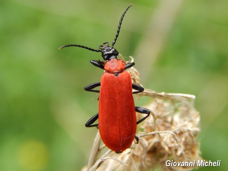 Pyrochroa coccinea